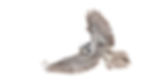 A Northern Hawk-owl in flight