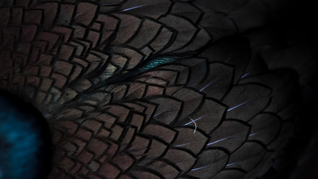 Abstract top-down image of a European Shag photographed in Varanger, Norway, emphasizing the bird’s glossy, petrol-like feathers and intricate texture patterns.