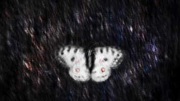 Glanzlichter. Apollo Butterfly in the early morning on a rock, taken with a slow shutter