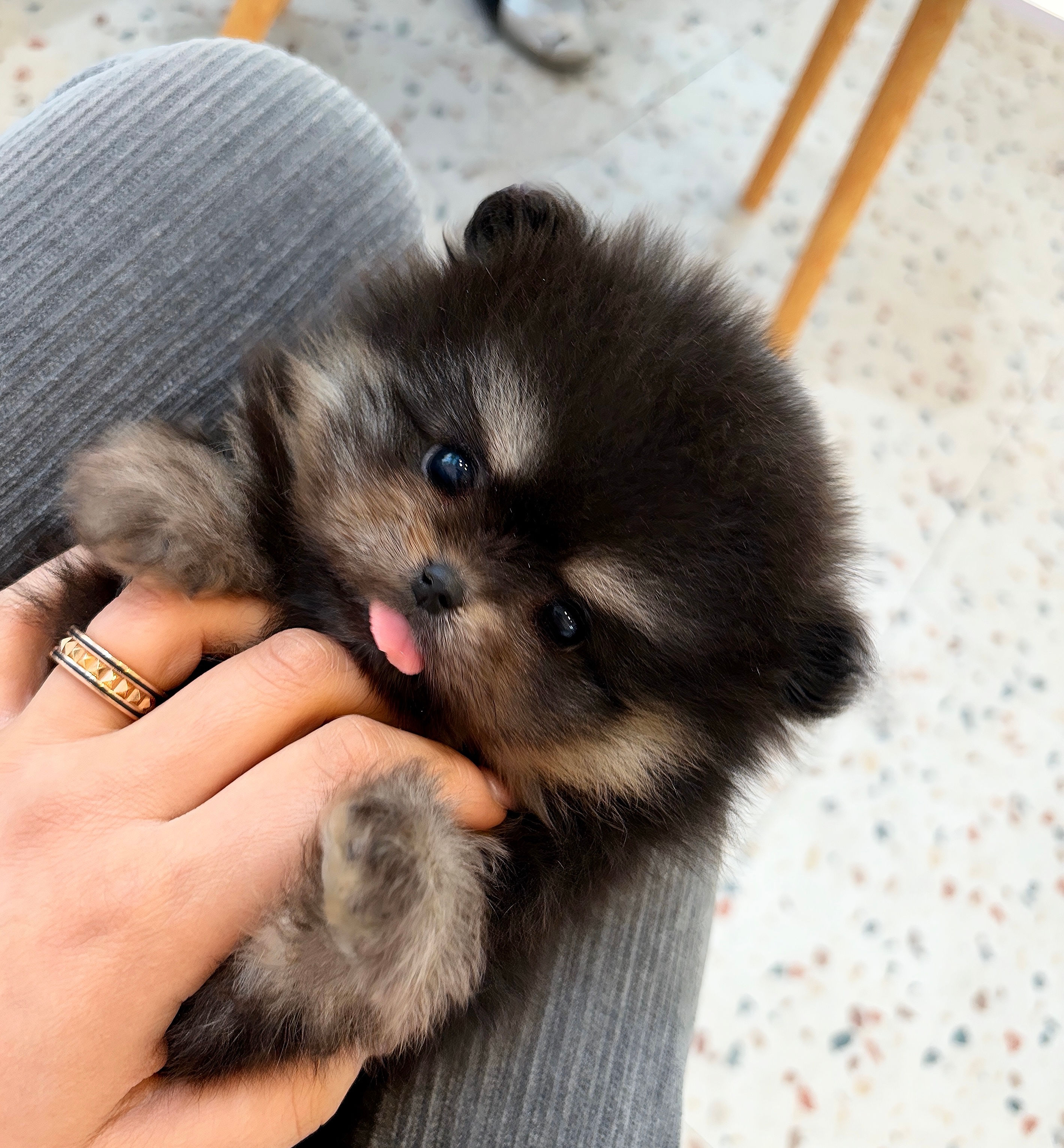 Black and Tan Pomeranian