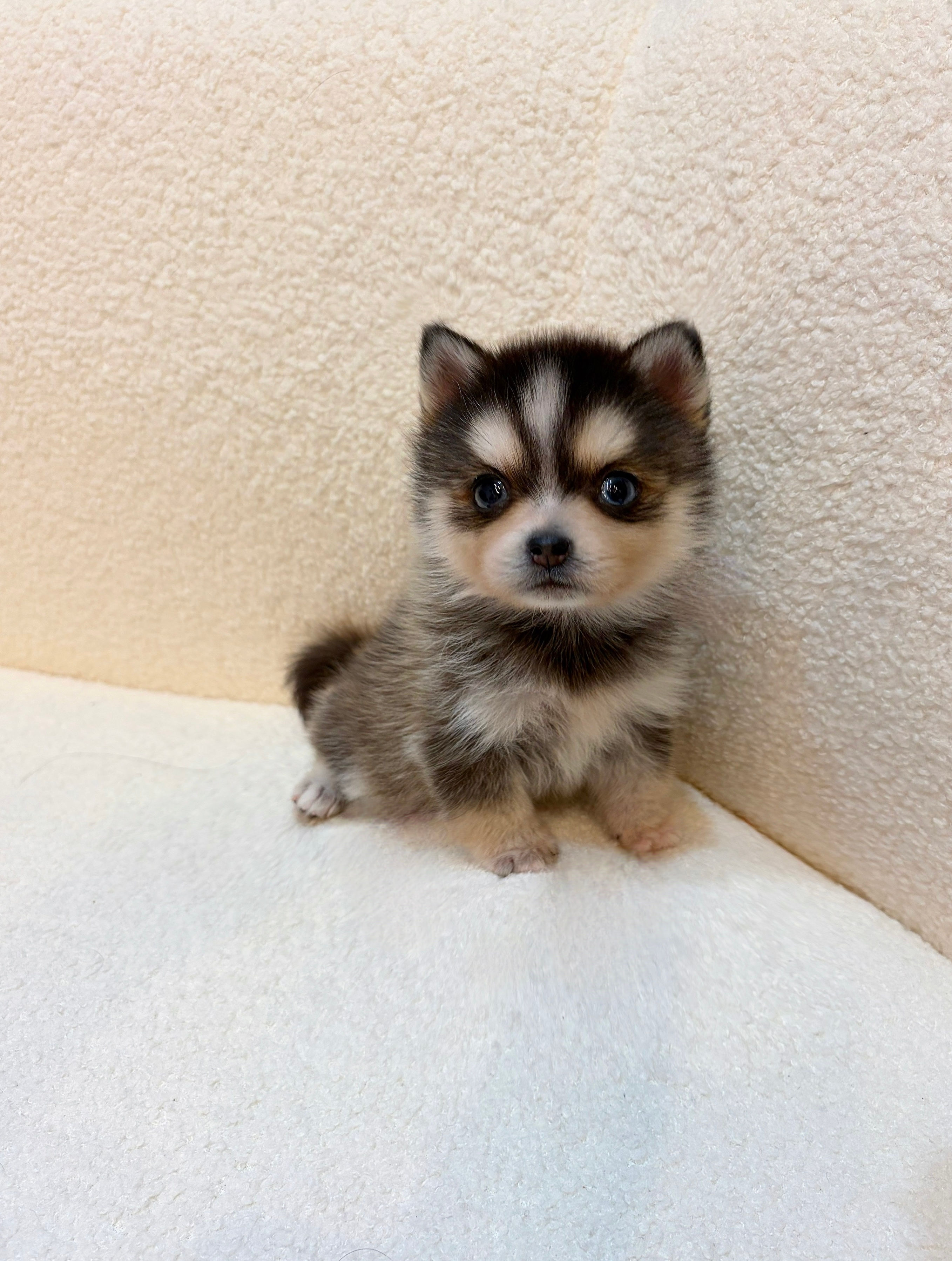 Pomsky