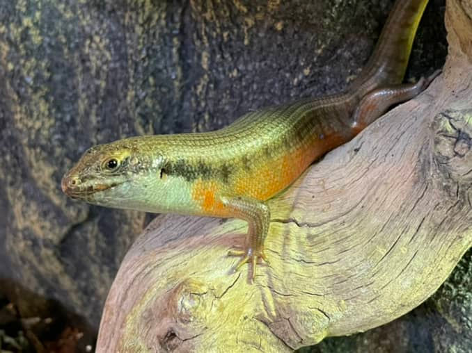 Male Kenyan zebra skink