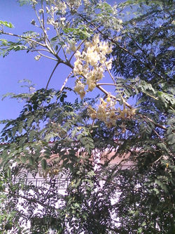 Flor