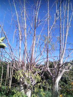 Com vagem no inverno