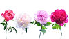 Peonies4_01.jpg