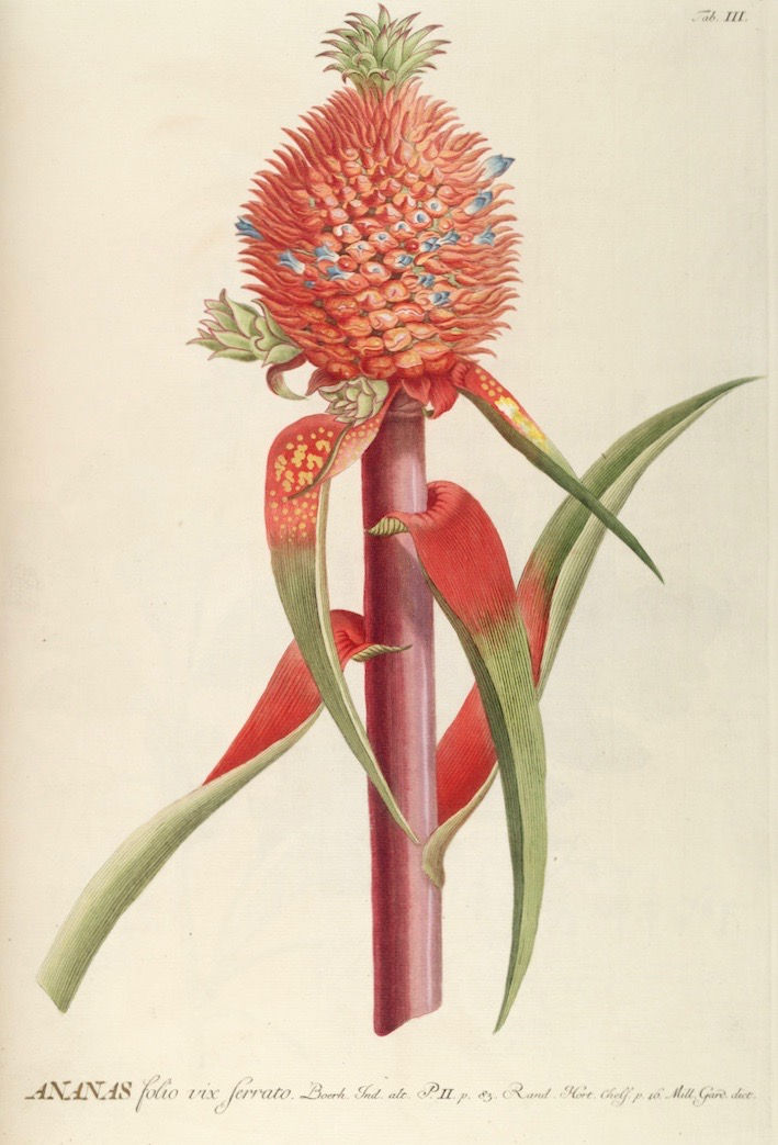 Ananas