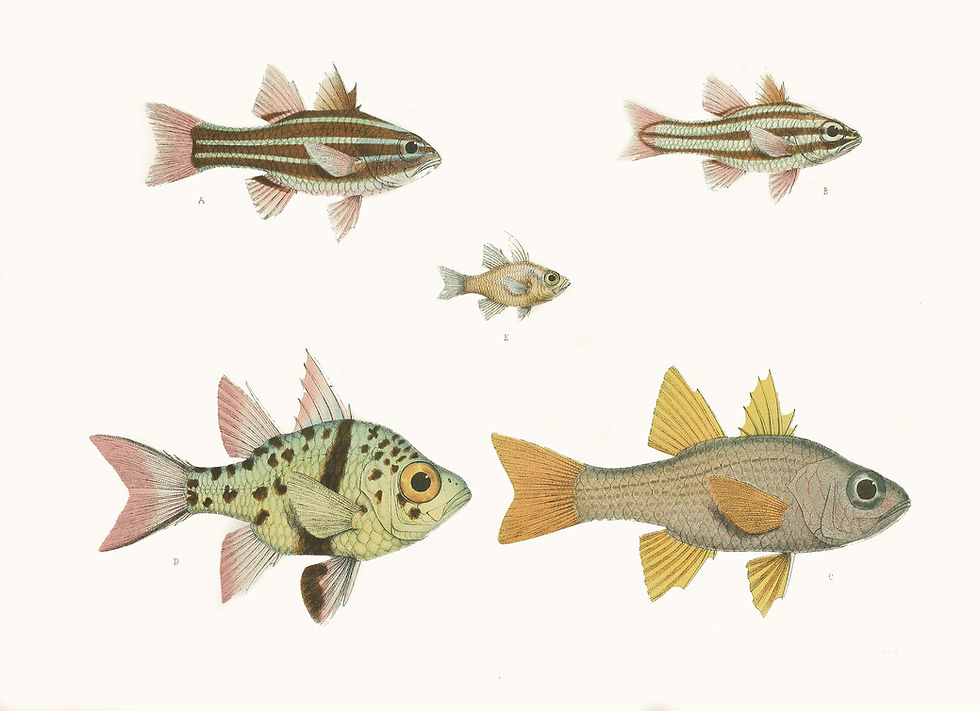 TROPICAL FISH 9