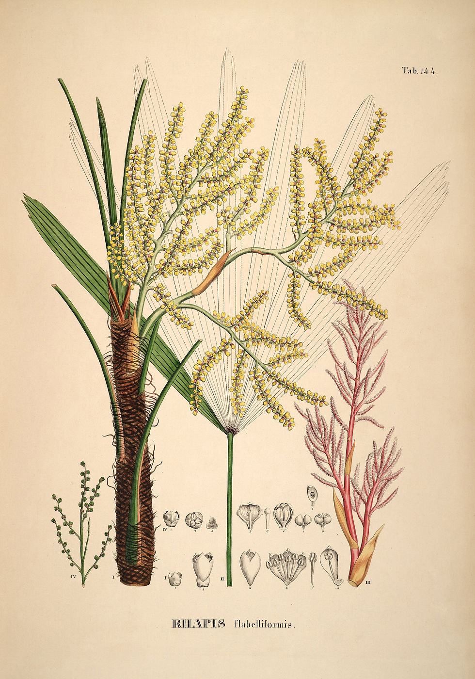 Rhapis