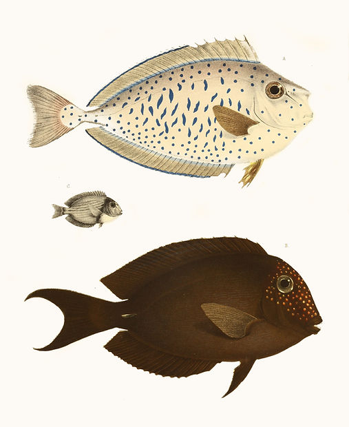 TROPICAL FISH 4