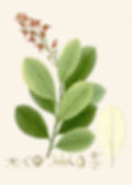 Ruyschia Spixiana