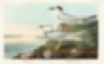 Havells & Trudeaux Terns