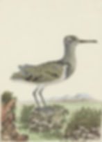 Goudsnip Female