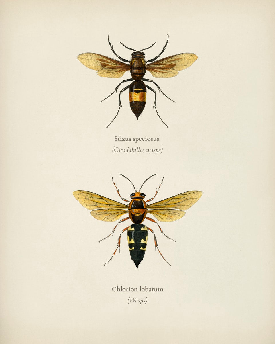 WINGED INSECTS 6
