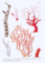 Corail Rouge