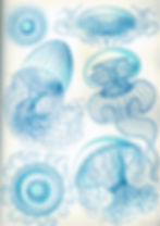 Marine Illustration 13