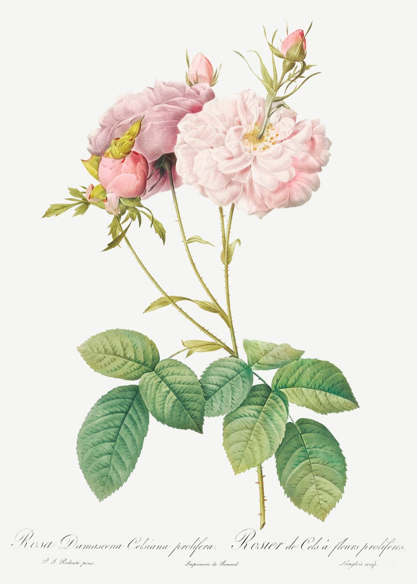 Celsiana Rose
