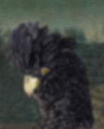 THE COCKATOO