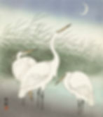 Herons in shallow water