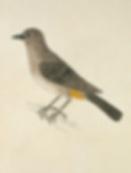 Cape Bulbul