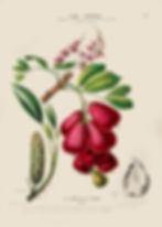 Le Lackee et de Pothos