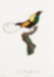 Magnificent Bird of Paradise