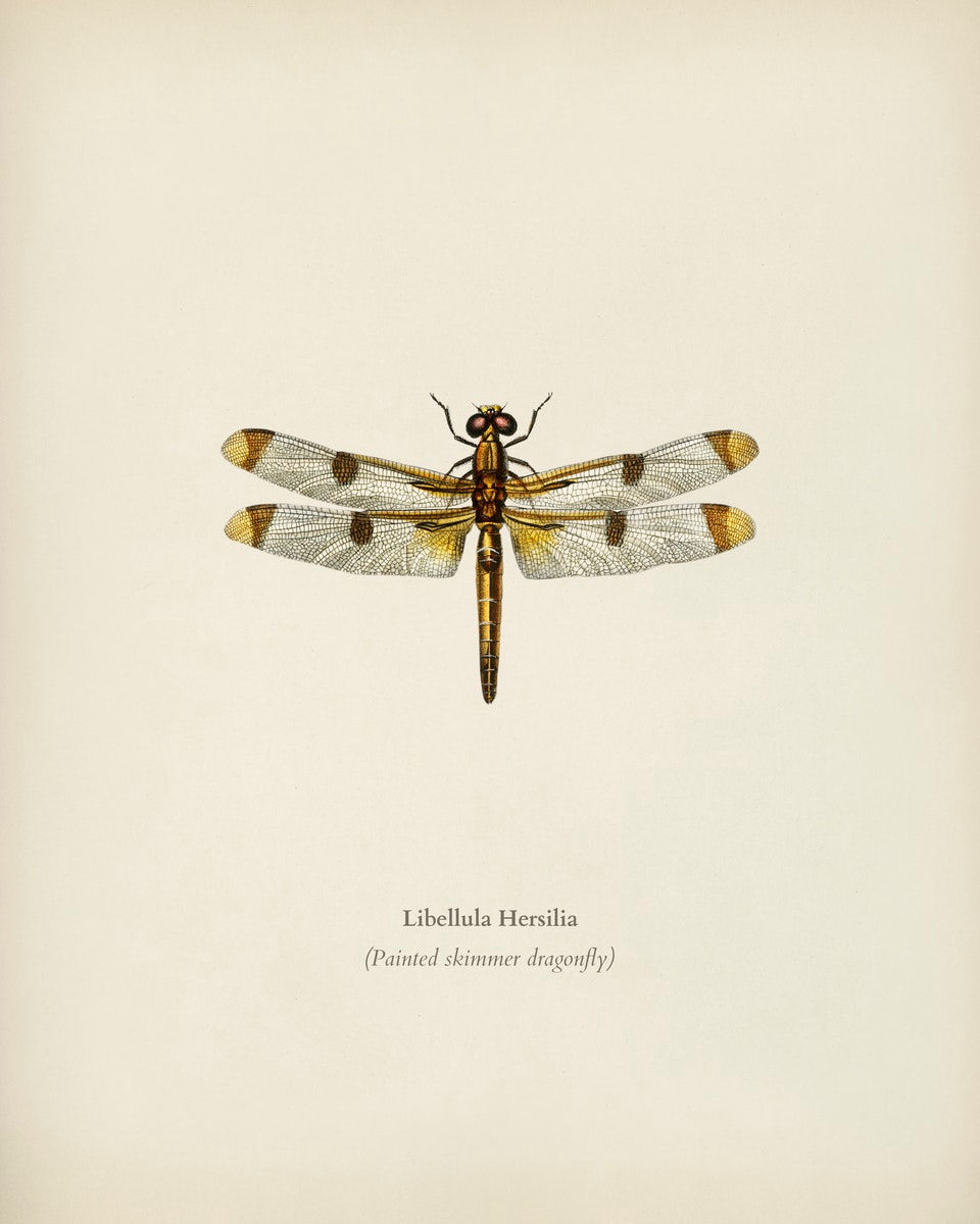 WINGED INSECTS 1