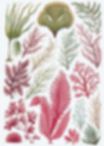 Algues II