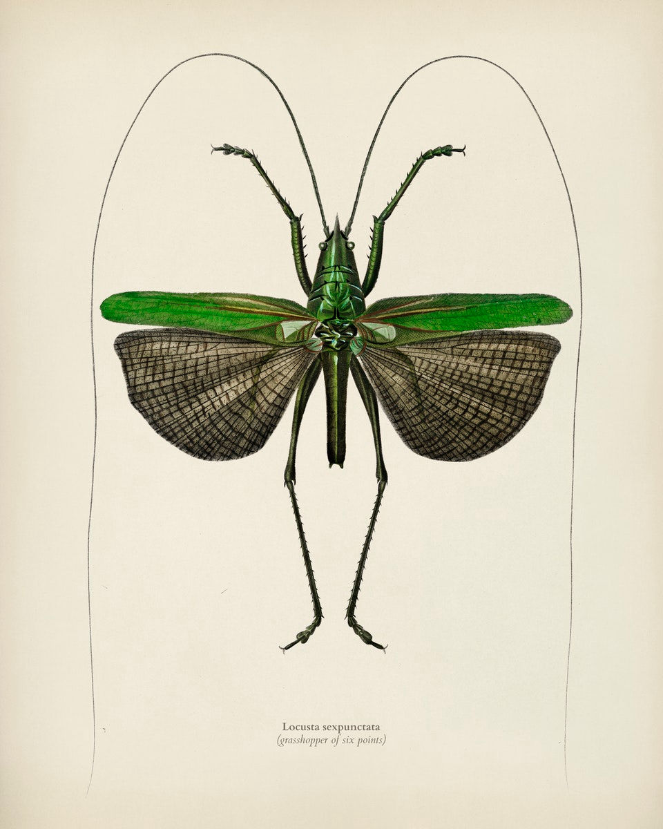 WINGED INSECTS 14