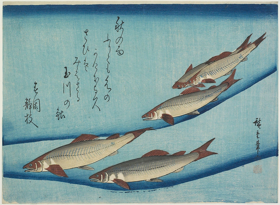 Trout