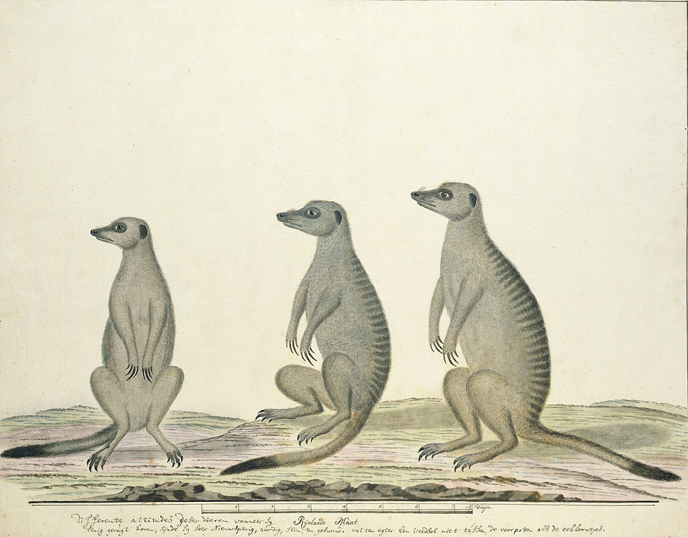 Three Meerkats