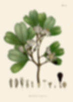 BOMBAX PUBESCENS