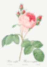One Hundred-Leaved Rose