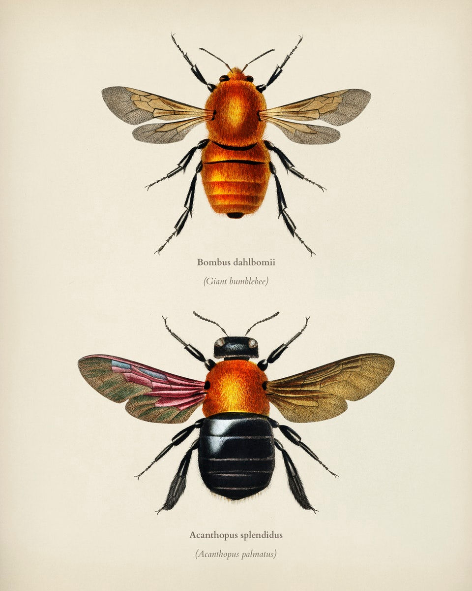 WINGED INSECTS 10