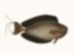 TROPICAL FISH 16