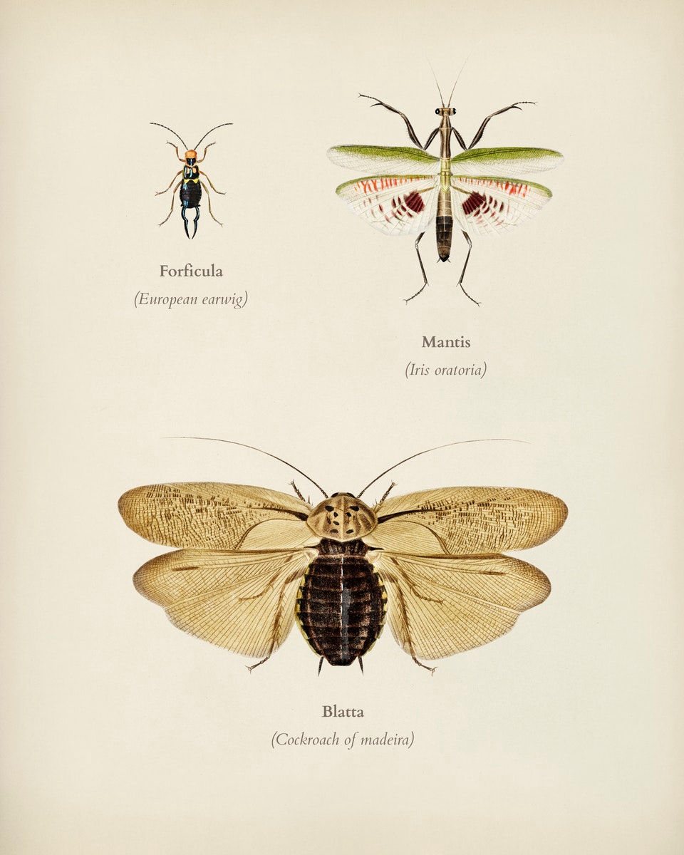 WINGED INSECTS 3