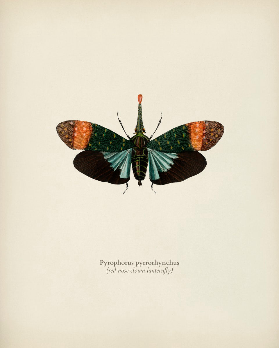 WINGED INSECTS 7