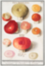 Selection of Mushrooms