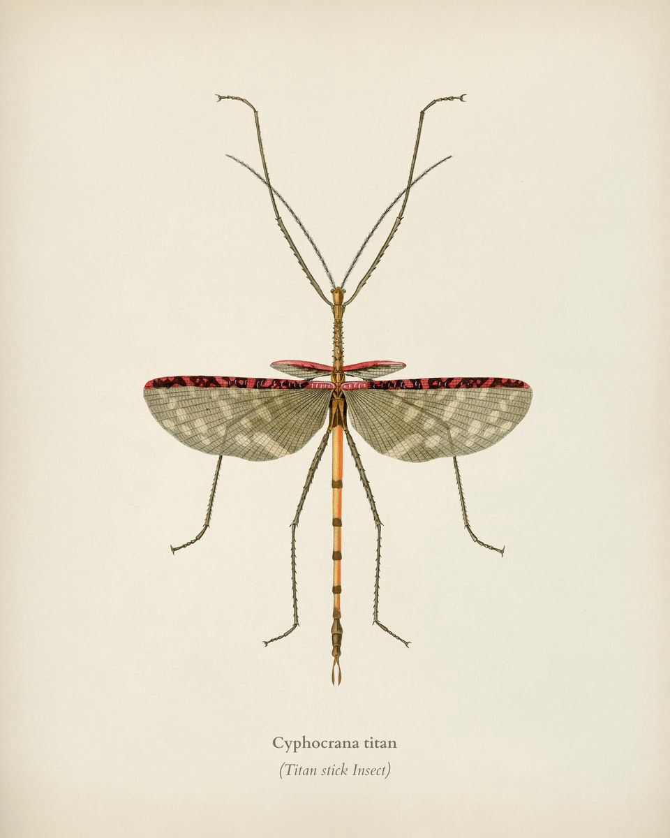 WINGED INSECTS 13
