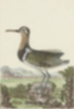 Greater Painted Snipe