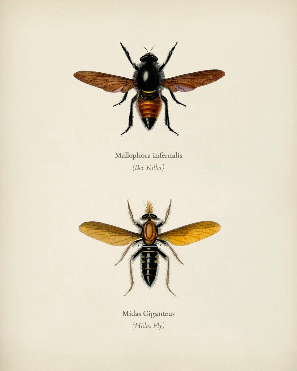 WINGED INSECTS 12