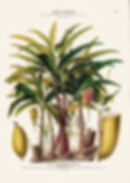 Les Bananiners Figues