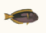 TROPICAL FISH 17