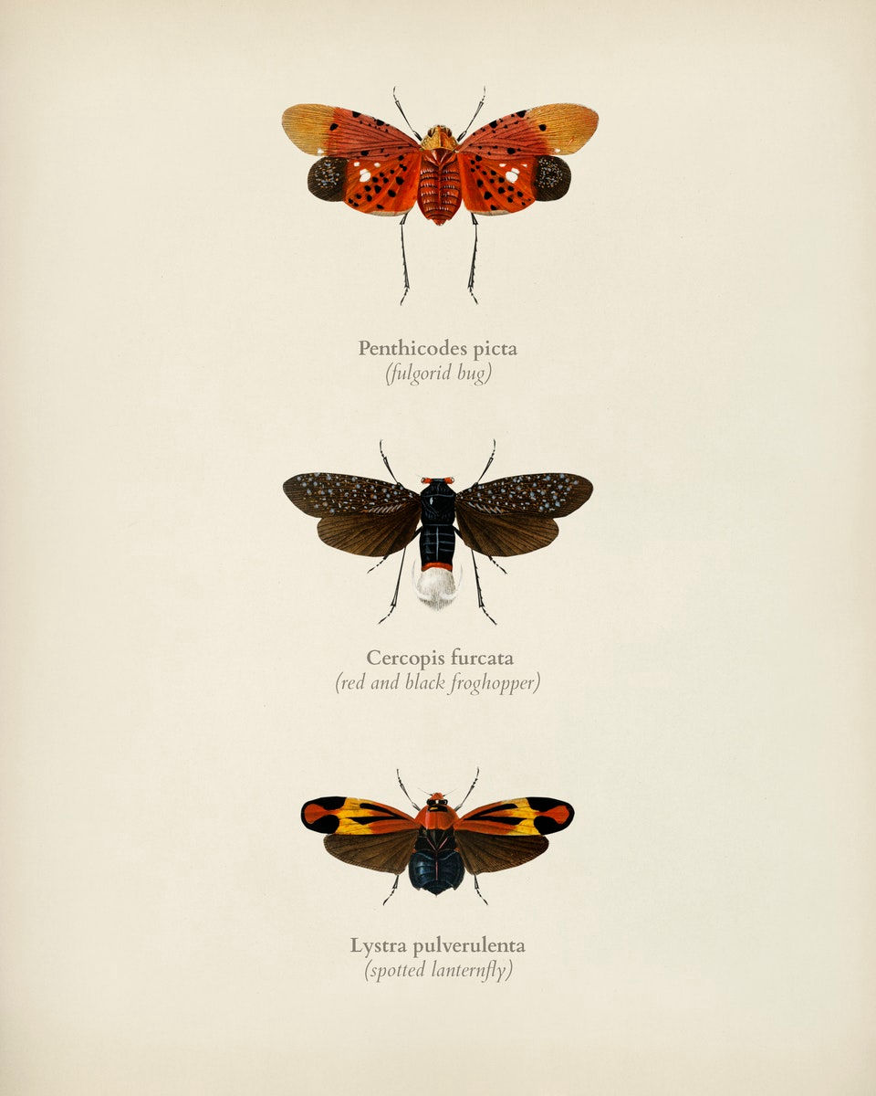 WINGED INSECTS 9