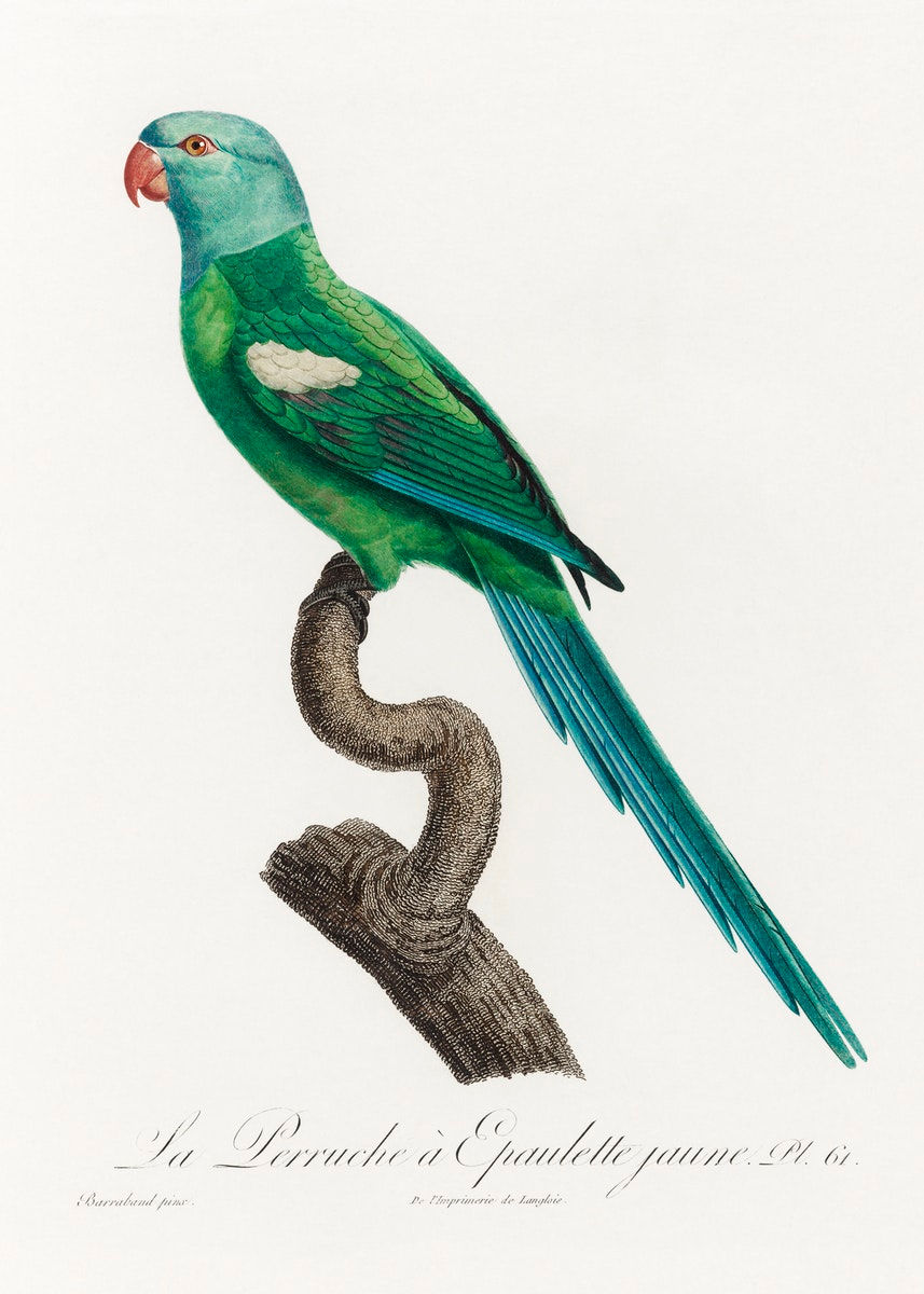 THE BLUE CROWNED CONURE