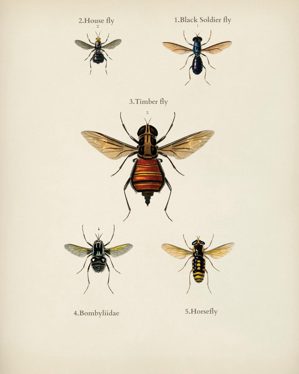 WINGED INSECTS 11