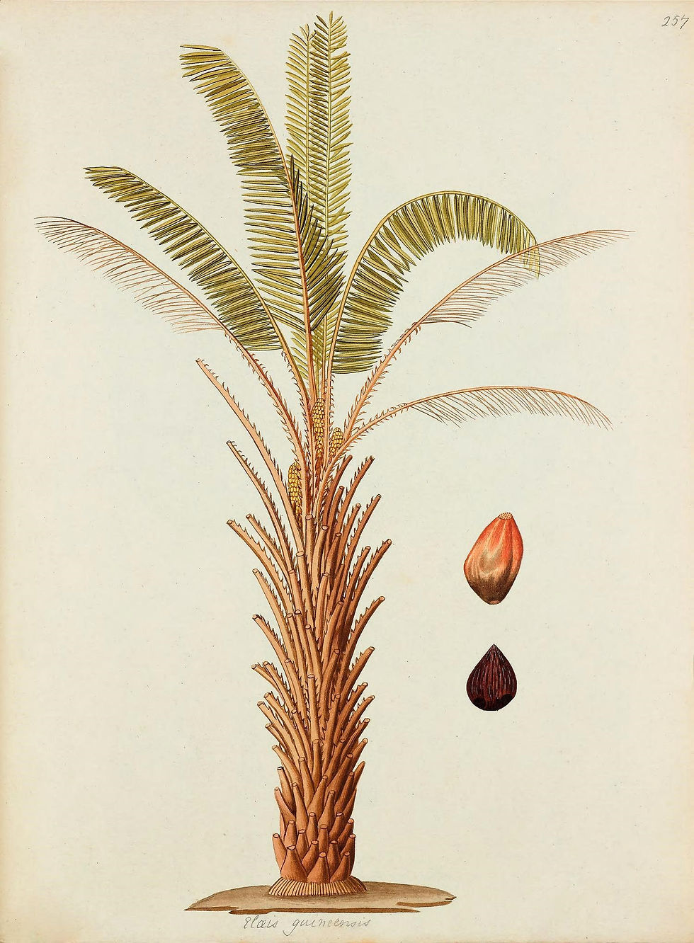 WEST INDIES 30