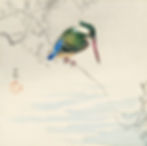 A Kingfisher