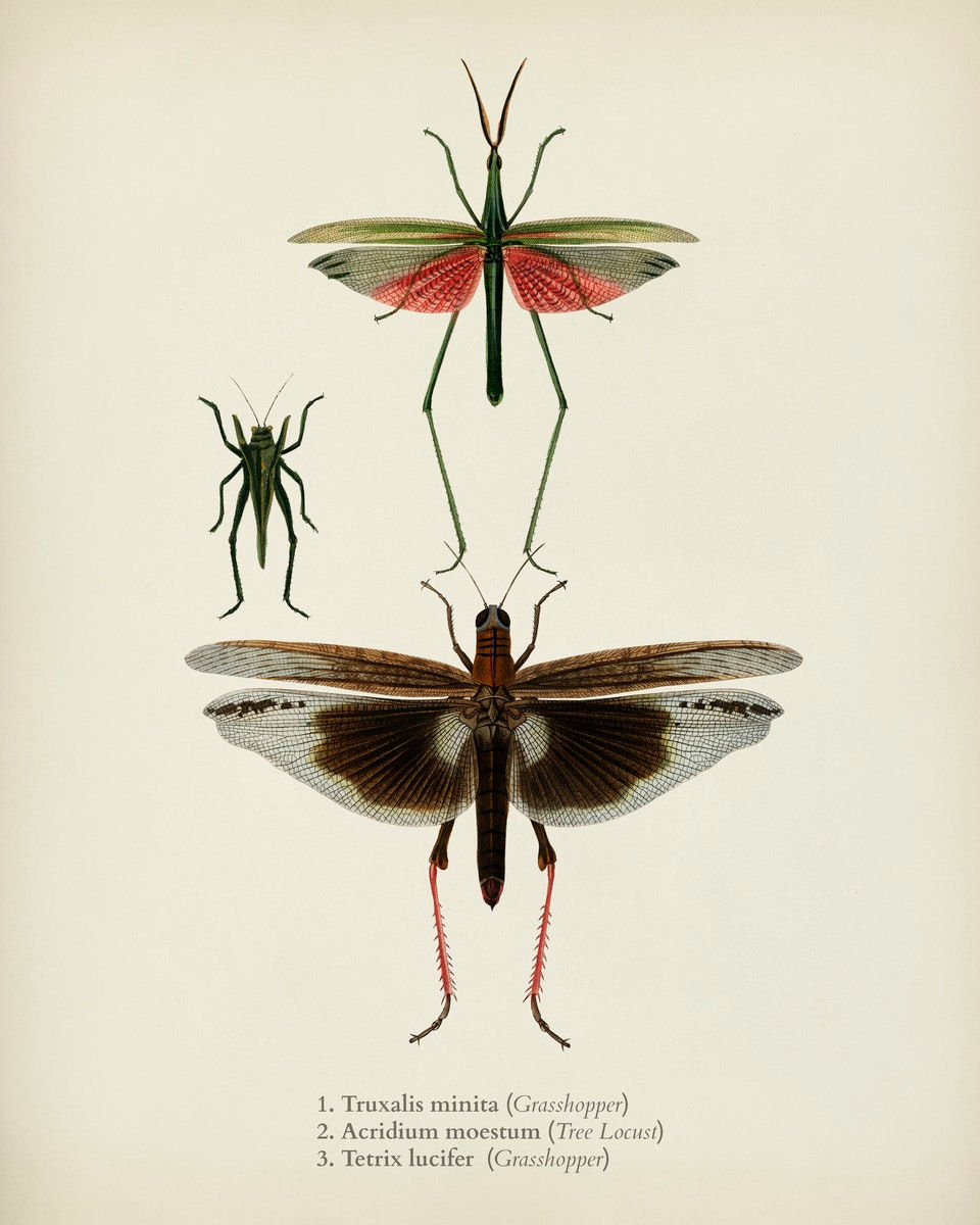 WINGED INSECTS 15