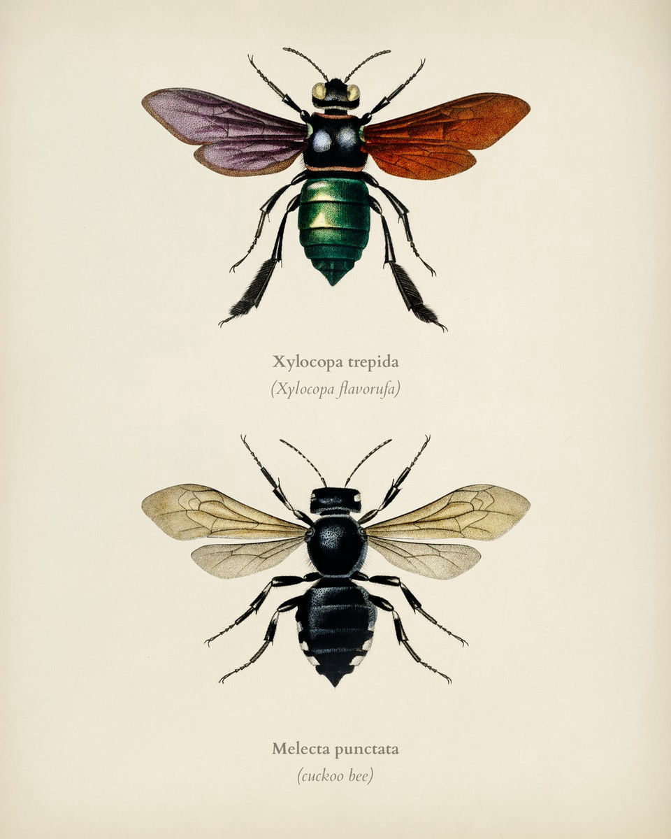 WINGED INSECTS 8