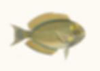 TROPICAL FISH 14